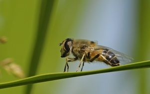 Hoverfly on a green stalk of a plant
