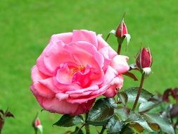 pink rose flower with buds at green background