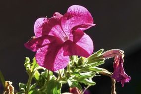 Petunia is a representative of the flora