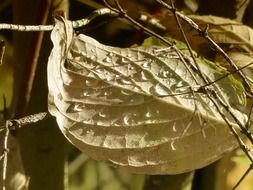 Autumn foliage in drops of water