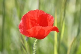 red poppy on a green field on a sunny day