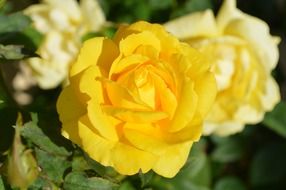 yellow rose blooms macro