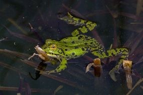 green spotted toad in a pond close up