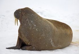 walrus in winter