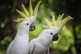 White and yellow parrot birds