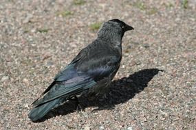 western jackdaw
