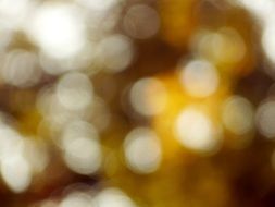 Bokeh photo in autumn