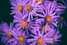 botanical purple flowers in spring
