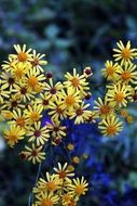 yellow wild flowers