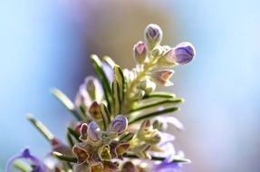 Macro Picture of rosemary plant