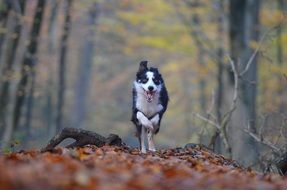 playful dog running in the autumn forest