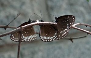 three brown butterflies