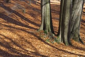 tree shadows in the autumn forest