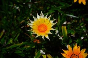 yellow orange star gazania flowers