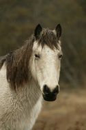 white wild pony closeup