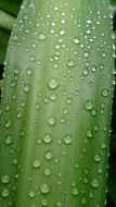 rain leaf macro foto