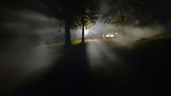 forest fog dark