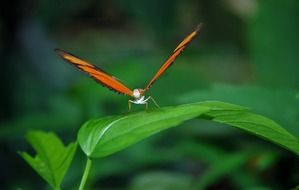 julia longwin butterfly in wildlife