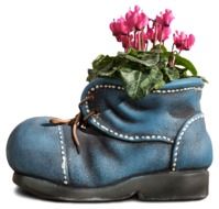 cyclamen in a flower pot in the form of a boot