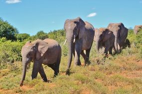 herd of elephants are in a row in Africa
