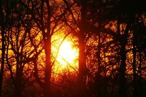 Beautiful and colorful sunset on the glade among the forest