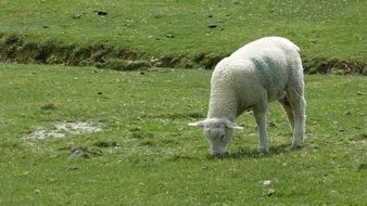 white sheep on the green pasture