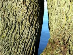 Oak tree near the beautiful blue gradient water in nature