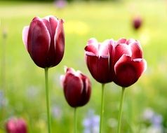 early blooming tulips