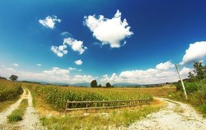 blue sky over a grain field