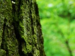 green bark on tree close up