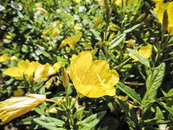 yellow spring flower with green leaves