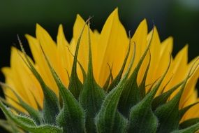 sunflower flower close-up