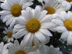 flower marguerite