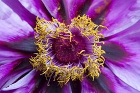 peony flower close-up