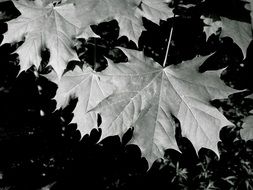 maple leaves on the ground black and white photo