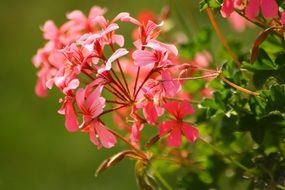 pink geranium in the garden