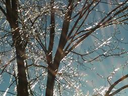 winter tree branches sparkling in the sunlight