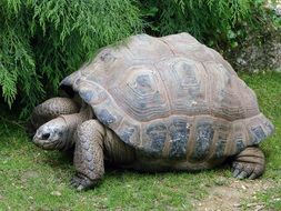 Beautiful giant tortoise near the plants