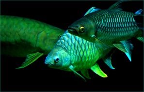 green fish in aquarium