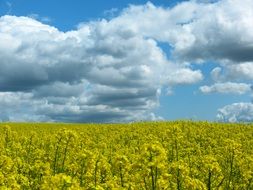 yellow rapeseed field on a background of blue clouds