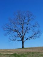 bare tree at blue sky