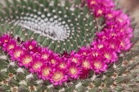 macro photo of colorful prickly cactus