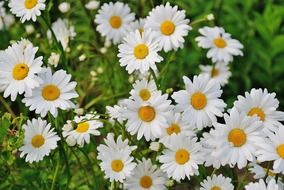 daisies in the garden