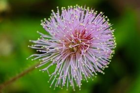 macro of chunky flower