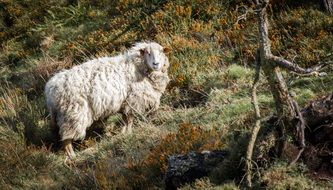 Photo of the white sheep
