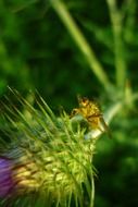 yellow fly on plant close portrait
