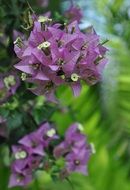 beautiful purple flowers bougainvillea