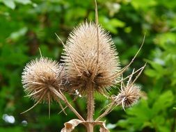 inflorescences of dry thistle close-up