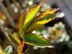 green leaf in the glare of light