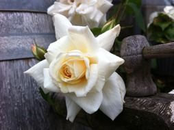 White rose in near the barrels